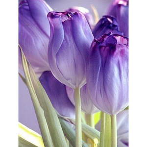 紫色郁金香微信头像图片