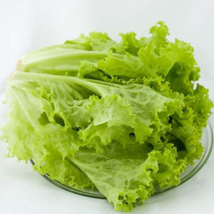 新鲜蔬菜 罗沙绿 绿叶生菜 花叶生菜绿萝莎 250g半斤装