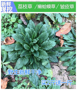 癞蛤蟆草新鲜