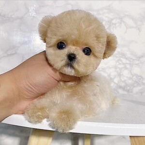 纯种泰迪小型犬宠物狗狗活体袖珍迷你长不大茶杯红泰迪玩具香槟活