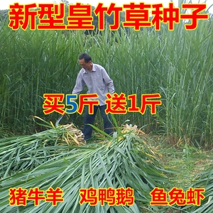 牧草种子皇竹草