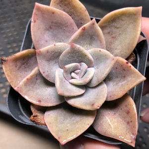 149旭鹤 多肉植物 全店满9.9包邮