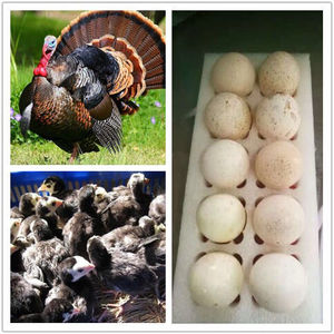 青铜火鸡种蛋可孵化的小鸡青铜受精蛋火鸡蛋种蛋10枚包邮