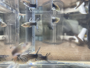 精品蓝礼服冠尾孔雀鱼 特殊尾形小型热带鱼观赏鱼 2.5-4厘米