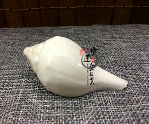 海螺手工白色小法螺藏式右旋海螺