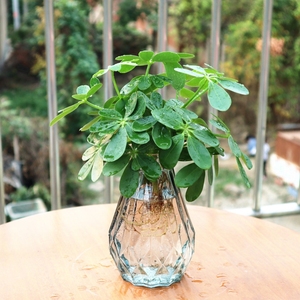 七叶莲花栽招财树植物水栽室内水培植物好养的玻璃瓶橱窗装饰绿植