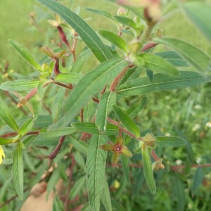现采毛草龙 新鲜水丁香 草里金钗 针筒刺 水秧草中草药发整棵