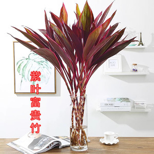 水培富贵竹 金边富贵竹 紫叶竹紫色富贵竹转运竹招财四季常青耐阴