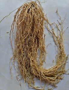 牛尾菜 顺茎藤 牛尾蕨 牛尾结 大通根大伸筋草牛尾决土春根老鼠尾