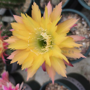 窗台植物阳台花卉防辐射毛花柱仙人球超级杏蕾丝边稀少大花带根