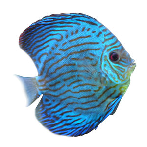 七彩神仙鱼老虎狗龙缸配鱼风水鱼燕鱼豹点蛇蓝松石老虎狗活体观赏