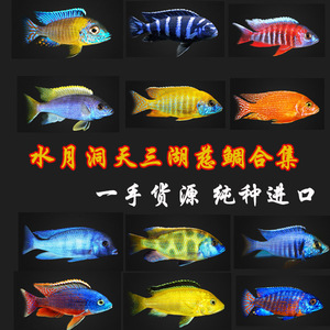 三湖慈鲷马鲷热带鱼非洲王子金帆火鸟火焰红国皇孔雀红蓝马面合集