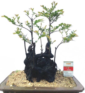 精品小叶紫檀盆景树苗黑骨茶黑檀木树桩植物盆栽办公桌面阳台绿植图片