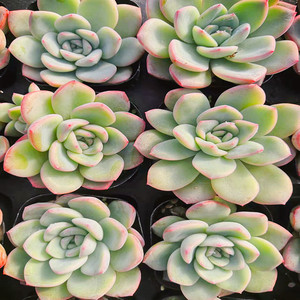 奶油泡芙轰动单颗多肉植物组合盆栽阳台庭院窗台花卉大棚直发促销