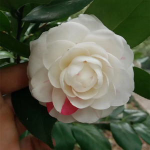 抓破美人脸挂线嫦娥彩稀有茶花品种树苗盆栽庭院室外名贵