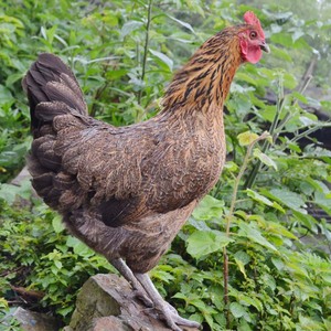 包邮现杀贵州小香鸡土鸡正宗本地鸡散养老母鸡月子鸡净重1400g1只