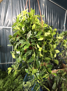 802人付款天猫花语自由钻石翡翠吊兰盆