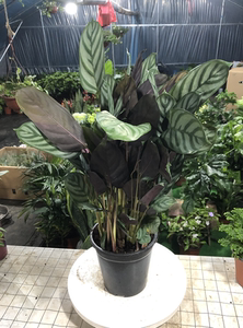 新飞羽竹芋