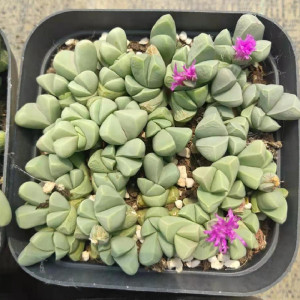 多肉植物秋琴玉