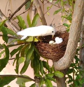 仿真小燕子鸟燕子窝燕巢鸟窝幼儿园家居装饰品燕子模型道具套装