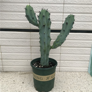 仙人掌盆栽开花