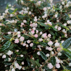 日本盆景素材天皇梅小苗造型小素材阳台办公桌高端小摆件绿植