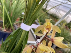 蕙兰直立叶型草复色荷瓣瓣型花原生态种植蕙兰兰花直播专拍链接