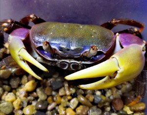 凶狠圆轴蟹陆地蟹活体观赏蟹淡水蟹南海溪蟹紫地蟹陆方蟹