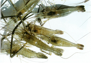 河虾苗  青虾苗 草虾苗 活体 长臂大头虾 食用虾观赏虾