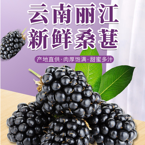 云南高原当季水果丽江桑葚3斤5斤新鲜采摘产地直发现摘现发包邮
