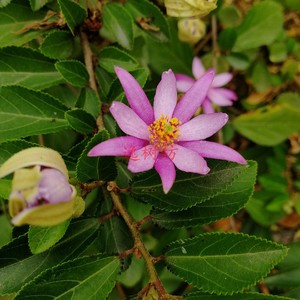 水莲木陆地四季莲花睡莲木开花似莲花丰花花期长盆栽盆景素材花苗