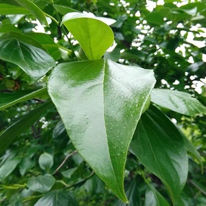 新鲜野生柿子叶柿树叶柿叶嫩柿叶敷面膜祛斑枝皮根叶泡酒600g包邮