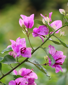 紫罗兰九月 三角梅