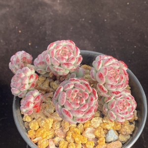 小红蛋 萌豆  一物一拍精品多肉植物 尚栽花店杂交特有品种