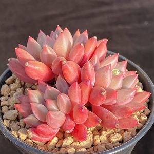 红蜻蜓 粉象牙 群生老桩 暗纹 一物一拍精品多肉植物尚栽花店优选