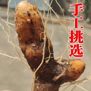 新鲜野生火头根黄姜药食两用陕西食用农产品盾叶薯蓣中草药材500g