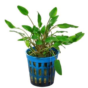 气泡椒草椒草合集 鱼缸造景水草迷你小青椒绿温蒂大喷泉椒咖啡椒