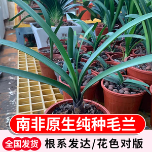 毛兰君子兰原生