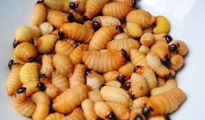 四川宜宾屏山特产富硒土竹虫竹蛆竹象幼虫500克干品2斤包邮