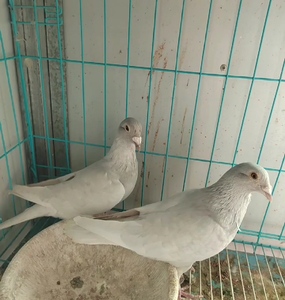 活体信鸽银色波拉5000血统鸽赛鸽成绩鸽异色信鸽鸽子原配种鸽