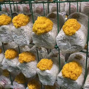 蘑菇金耳菌种金黄银耳黄耳脑耳黄木耳黄金菌三级菌种