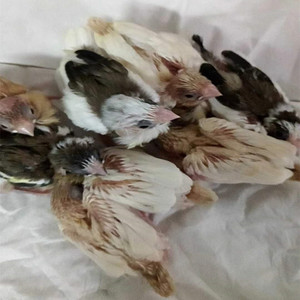 【十姐妹鸟种鸟】十姐妹鸟种鸟品牌,价格 - 阿里巴巴