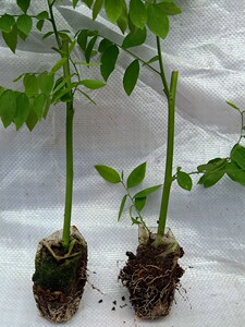 海南五指山野菜 树仔菜苗 天绿香种苗 盆栽 绿植 新鲜青菜嫩芽