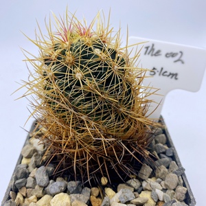 大统领仙人球五彩年份株瘤玉属 thelocactus bicolor