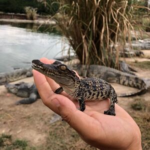 宠物小鳄鱼幼崽