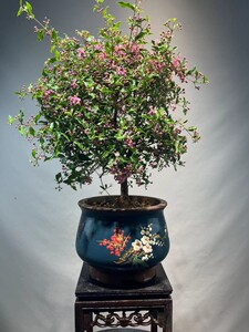 日本姬樱桃盆景耐寒李氏樱桃盆栽四季边开花边结果阳台室内绿植