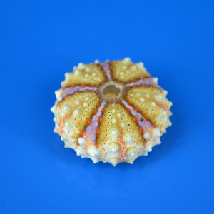 000人付款淘宝小勋章海胆天然贝壳海螺诚信霏霏88845.