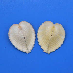 鸡心蛤(淡粉色,二个一组,菲律宾产2#)