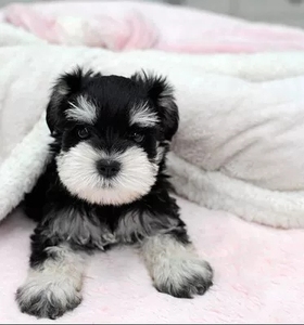 出售纯种雪纳瑞犬黑色银椒盐色迷你体标准体雪纳瑞幼犬宠物狗