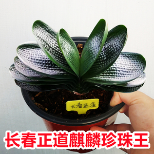 长春名贵君子兰精品盆栽麒麟珍珠王宽叶麻脸油匠圆头和尚钢板短叶